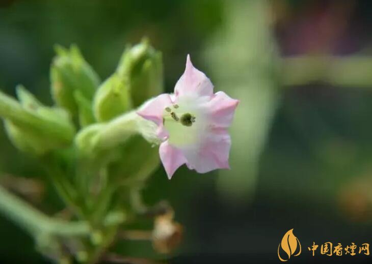 煙草花花語是什么，煙草花什么時候開花