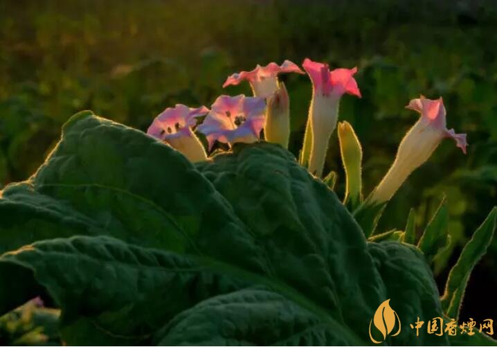 煙草花花語是什么，煙草花什么時候開花